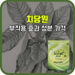 치당원 효능 부작용