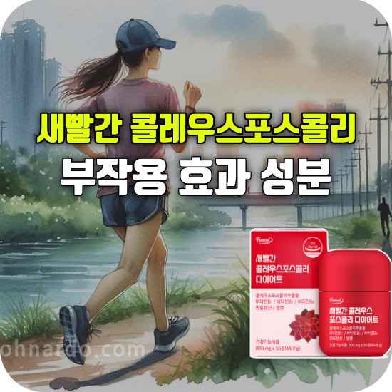 새빨간 콜레우스포스콜리 다이어트 부작용 효과 성분