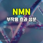 nmn 효과 부작용 음식 공급원