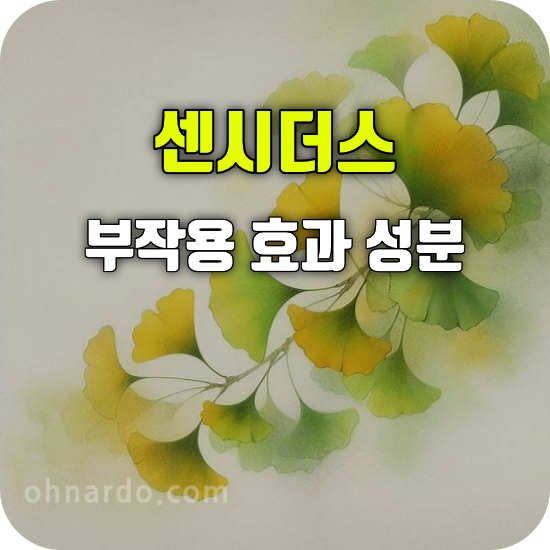 센시더스 부작용 효과 성분 먹는 방법